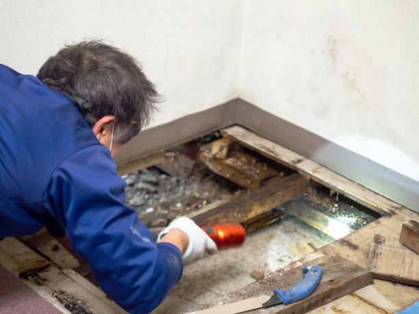 Best Office Mold Removal Services  in Bellevue, ID