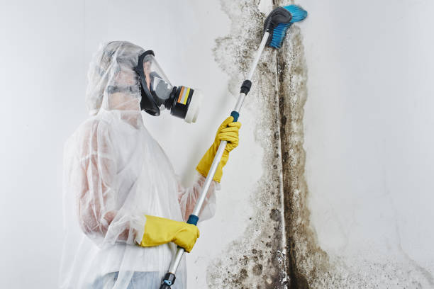 Best Mold Cleaning Services  in Bellevue, ID
