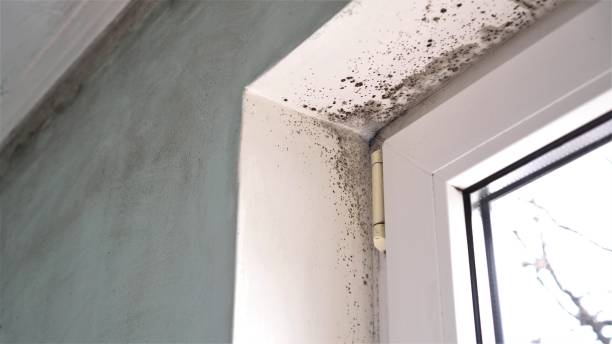 Home Mold Removal in Bellevue, ID