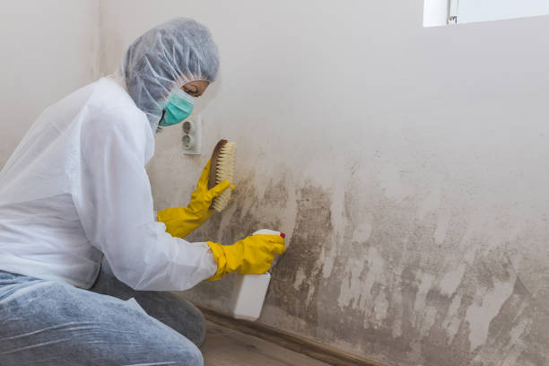 Best Attic Mold Removal  in Bellevue, ID
