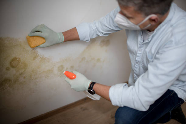 Mold Testing and Removal in Bellevue, ID