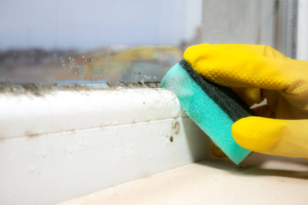 Best Office Mold Removal Services  in Bellevue, ID