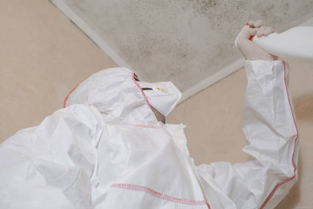 Best Mold Removal Near Me  in Bellevue, ID
