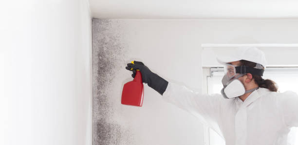 Best Home Mold Removal  in Bellevue, ID