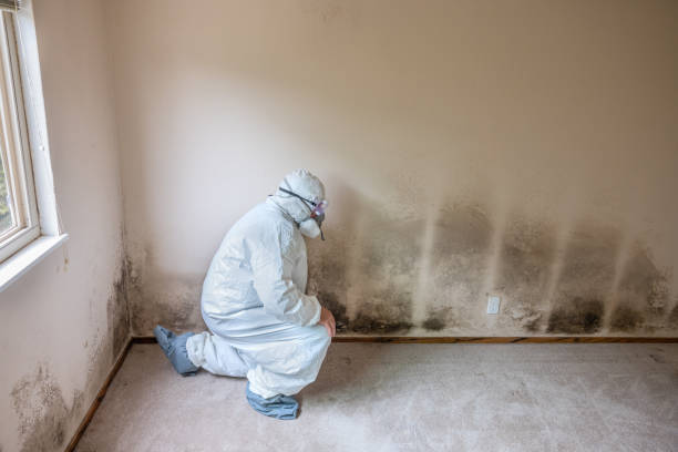 Best Crawl Space Mold Removal  in Bellevue, ID