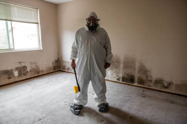 Best Black Mold Removal  in Bellevue, ID