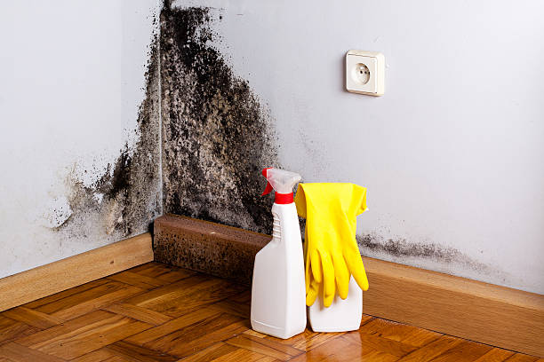 Best Local Mold Removal Service  in Bellevue, ID