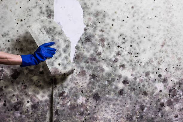Best Certified Mold Removal  in Bellevue, ID