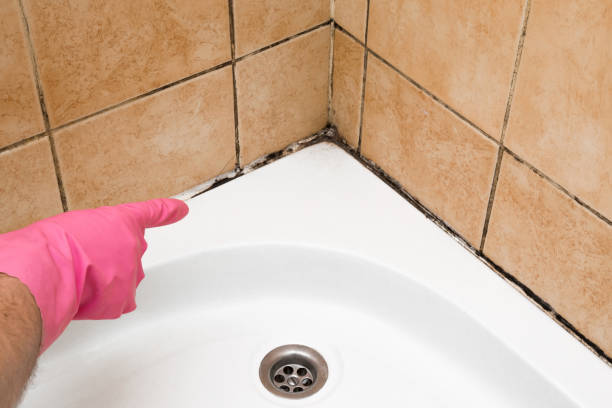 Best Home Mold Removal  in Bellevue, ID